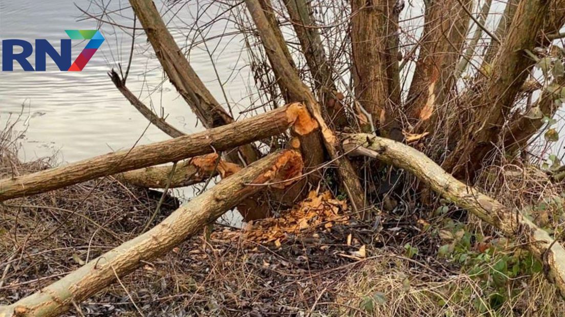 Afgeknabbelde bomen