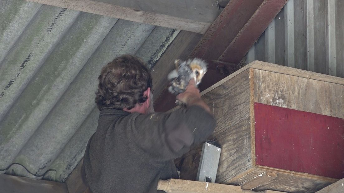 Eijkenaar plaatst de kerkuil weer in de nestkast