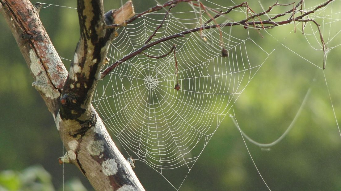 Op zoek naar spinnen met de boswachter (Rechten: Pixabay)