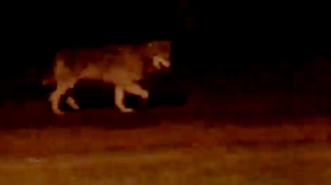 De wolf bij nacht in Veenendaal.