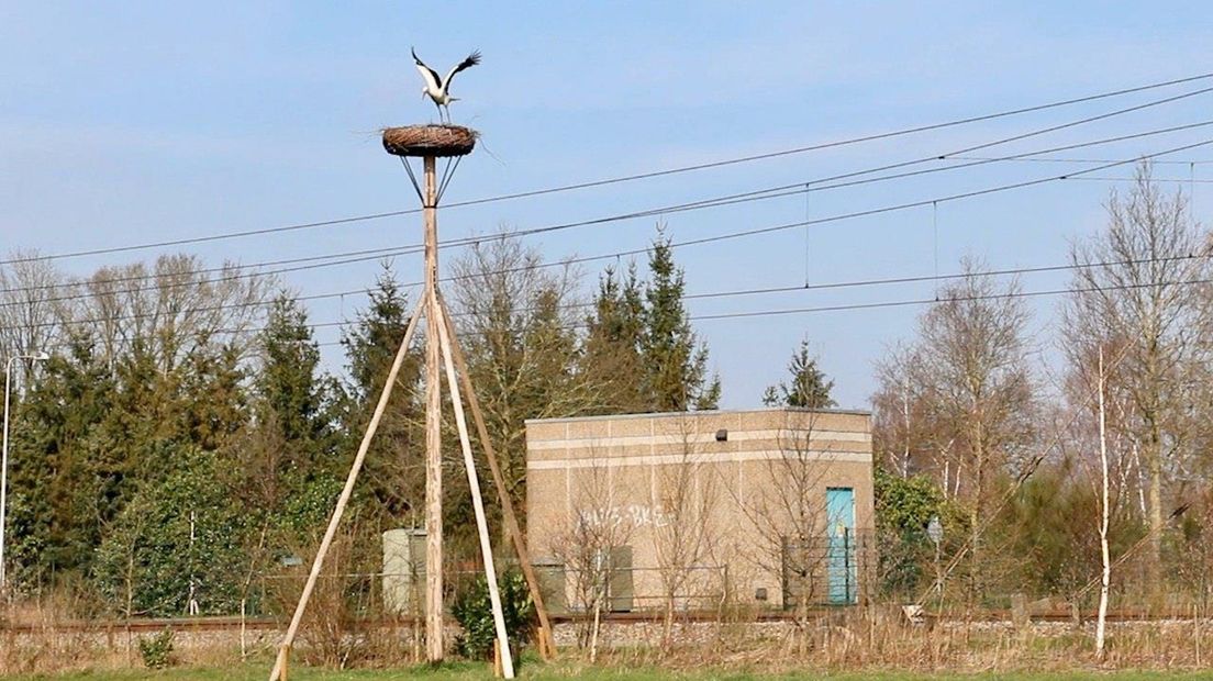 Ooievaarsnest De Lutte weer bewoond