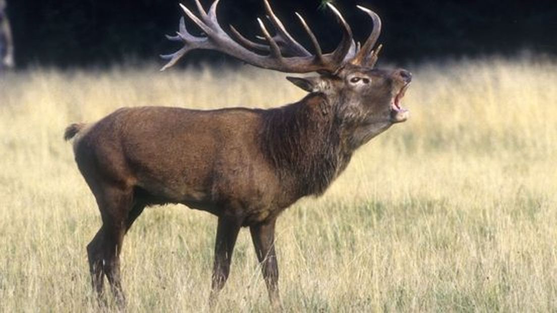 Wild op de Veluwezoom heeft last van verstoringen, aldus natuurclubs.