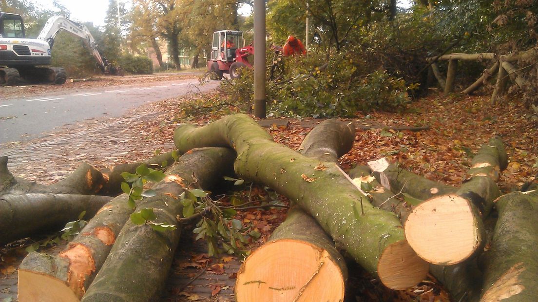 In Arnhem zijn door de storm zo'n 50 bomen omgewaaid.