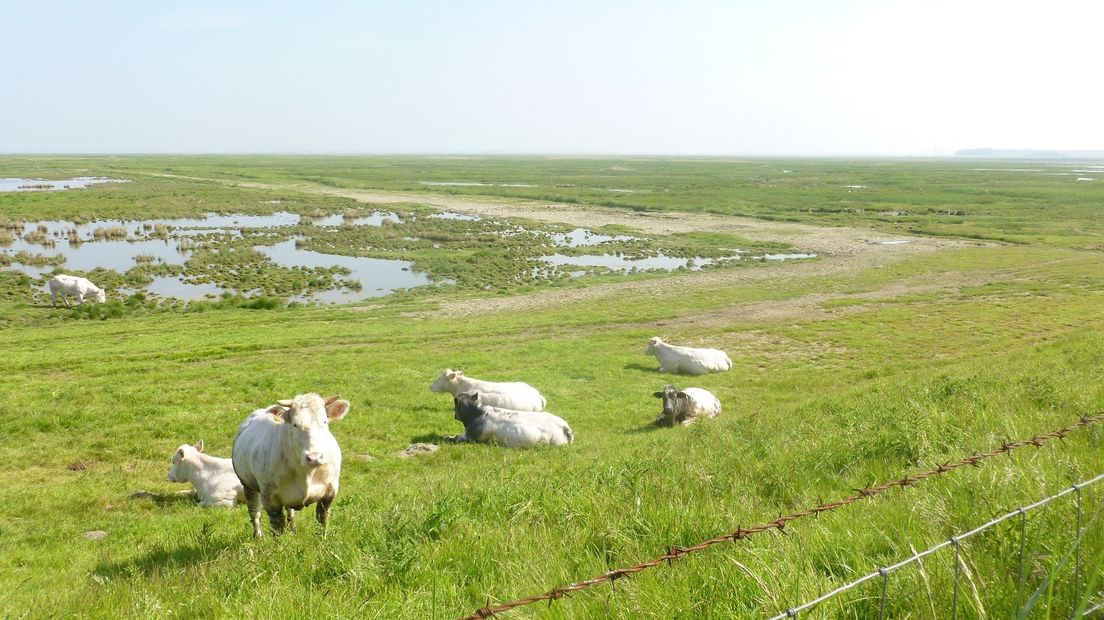 Scheldedelta in beeld als Unesco-park