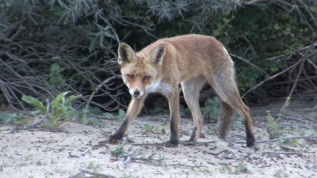 Meer geld voor bestrijden overlast wilde dieren