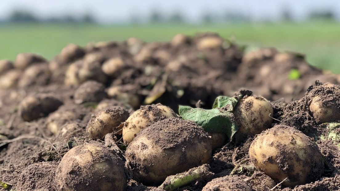 Een archieffoto van aardappelen op het land