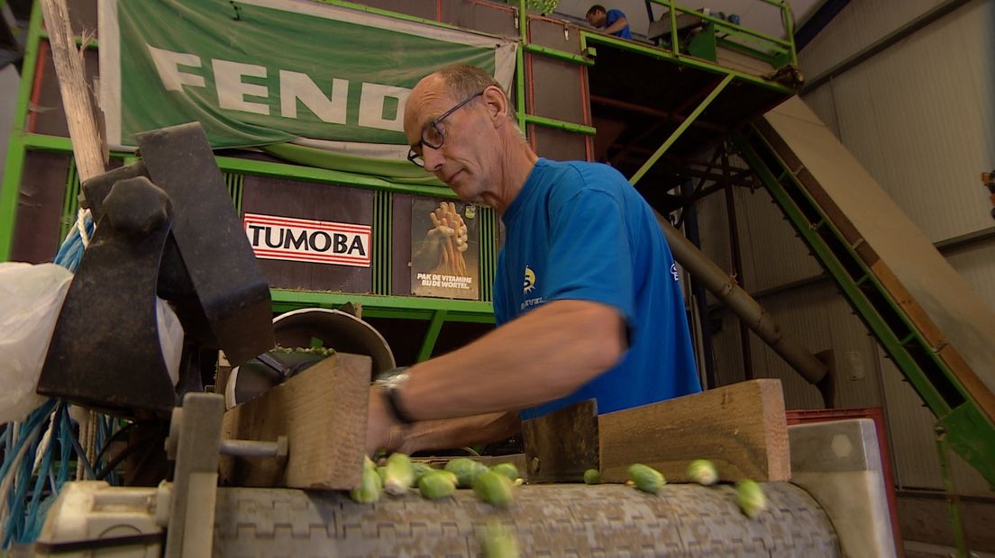 'Een eigen spruitje is het lekkerste wat er is' (video)