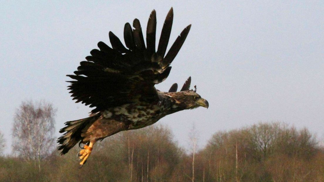 Vergiftigde zeearend weer gespot in Slikken van de Heen