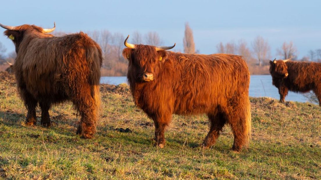 De Schotse Hooglanders staan al een tijdje in de omgeving van Lent te grazen