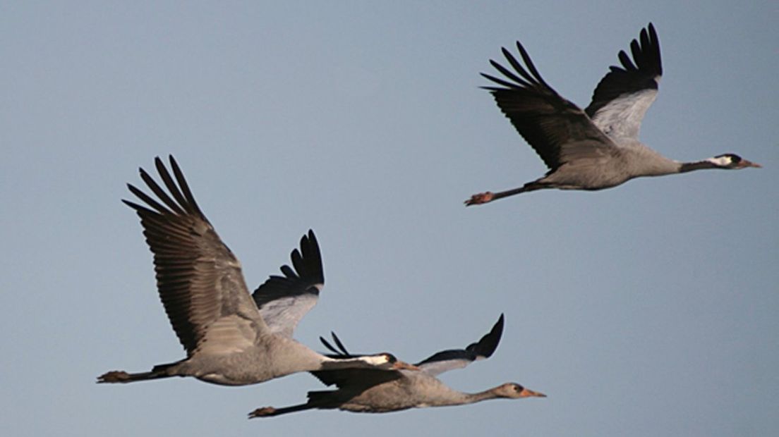Kraanvogel