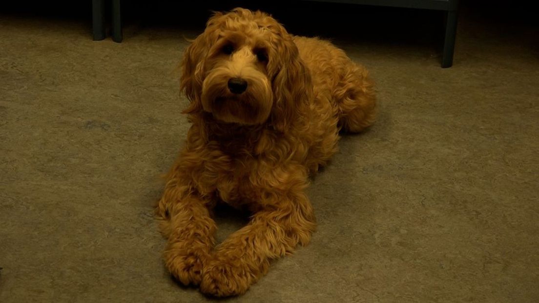 Schoolhond Charlie geeft leerlingen onvoorwaardelijke liefde.