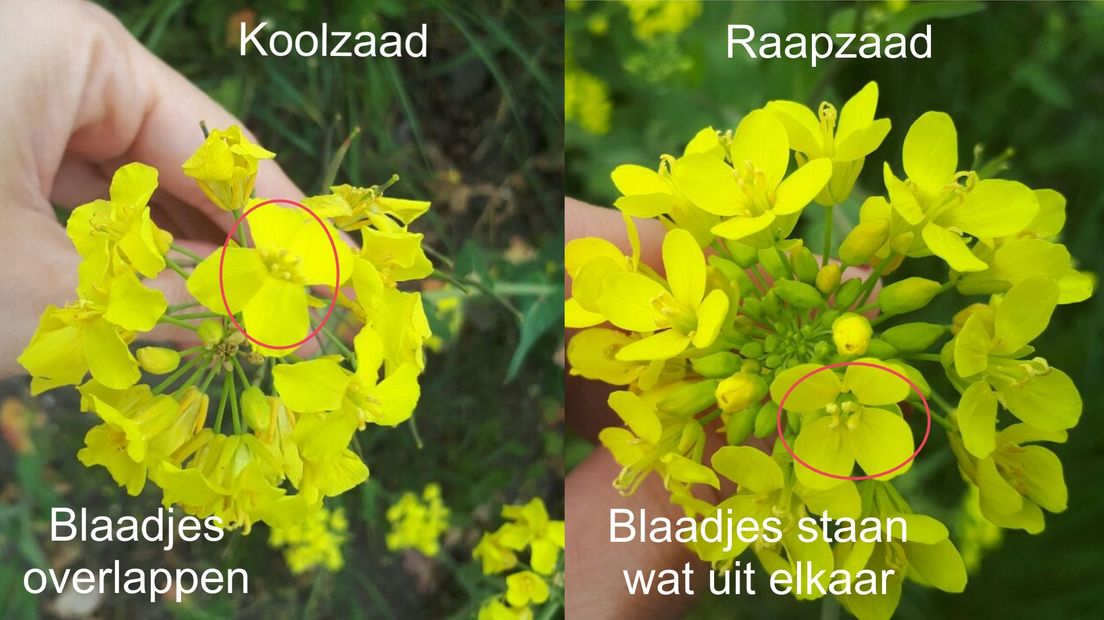 Is dat koolzaad of raapzaad in de berm, en hoe komt het daar? RTV Drenthe Is dat koolzaad of raapzaad in de berm, en hoe komt het daar? RTV Drenthe