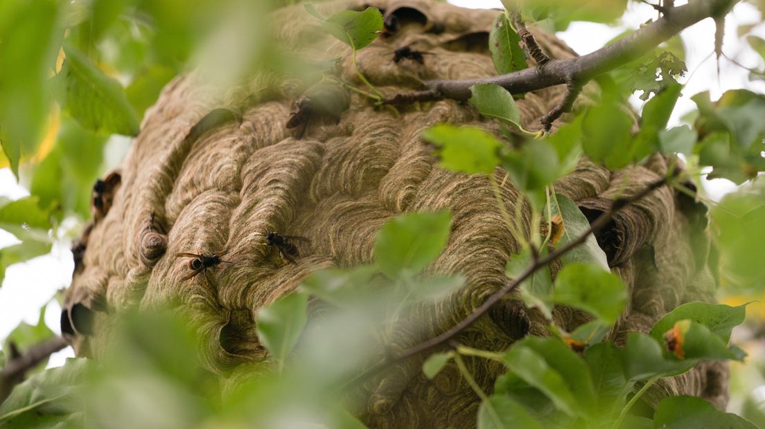 Het nest van de Aziatische hoornaar in de boom