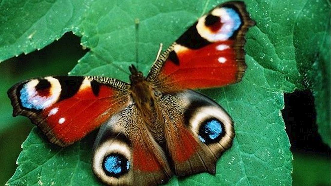 Vijfde landelijke vlindertelling