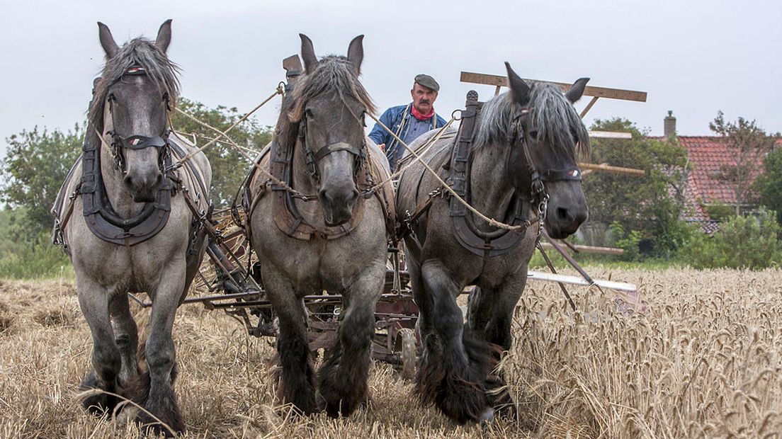 Oogstdemonstratie van Het Werkend Trekpaard bij Zoutelande