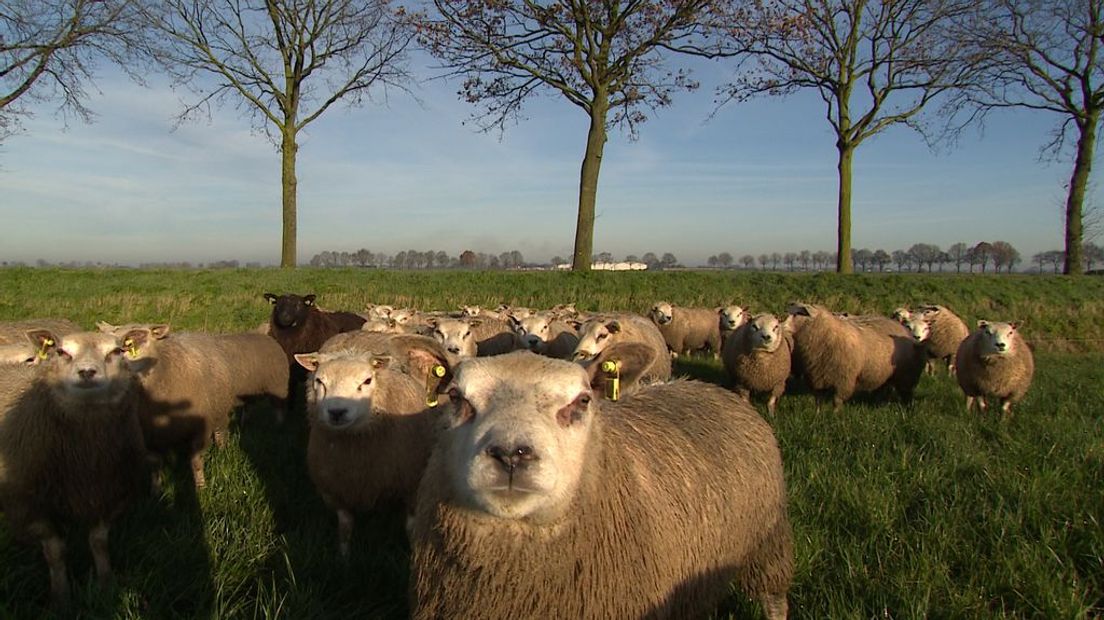 De schapen van boer Jos Verhulst.