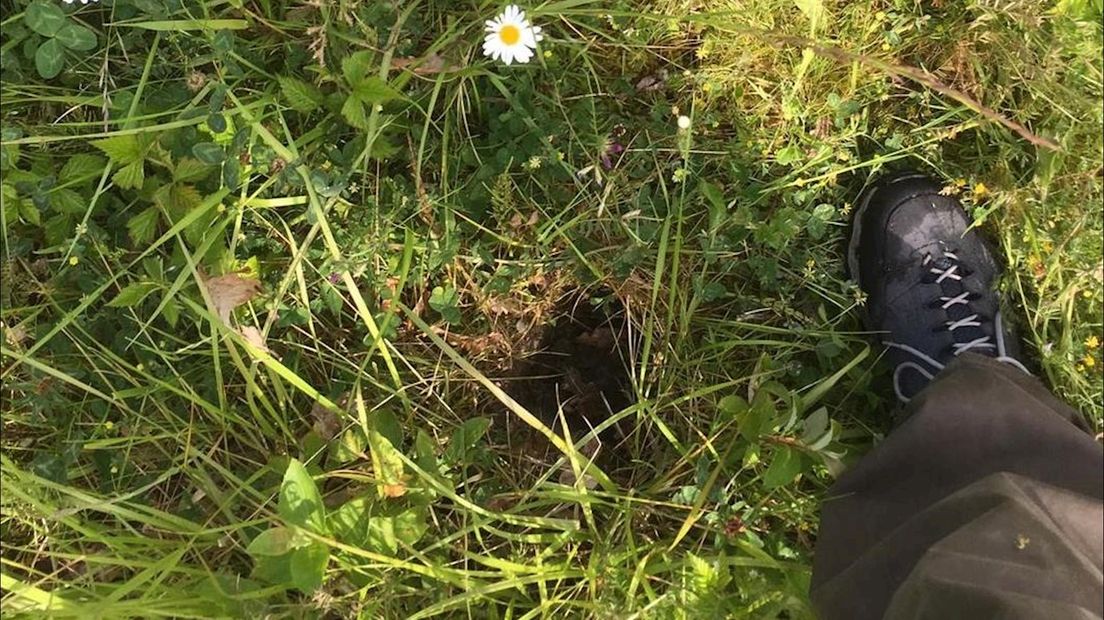 De beschermde orchideeën worden uitgegraven en verkocht.