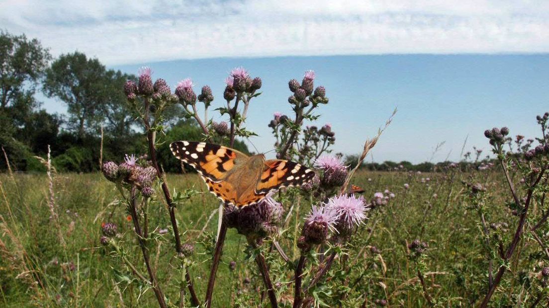 Op 22 november in het natuurprogramma BuitenGewoon: