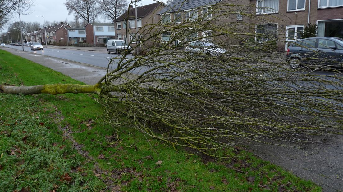 Omgevallen boom in Hoogeveen (Rechten: Anne Kuipers)
