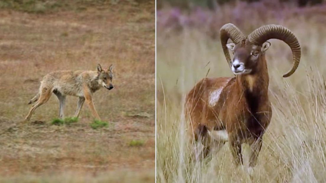 De bewuste wolf en een moeflon.