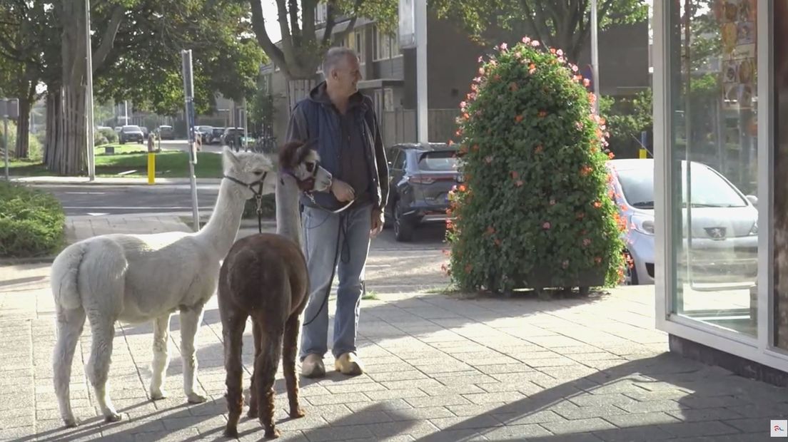 Deze alpaca's lopen rond door de woonwijk: 'Het is niet hetzelfde als het uitlaten van een hond' - R