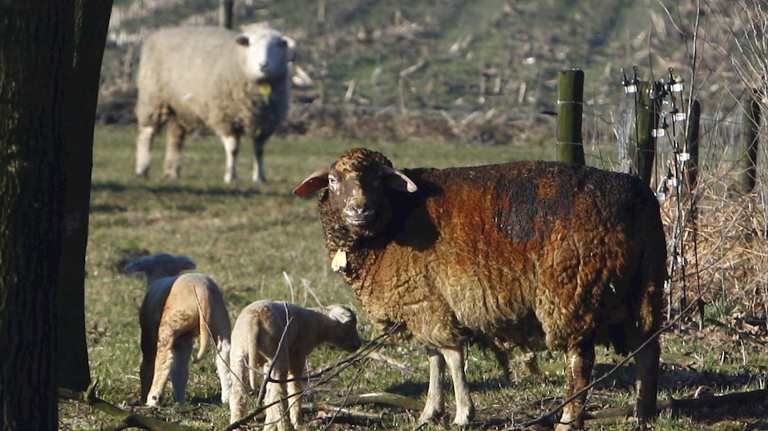Zwart schaap