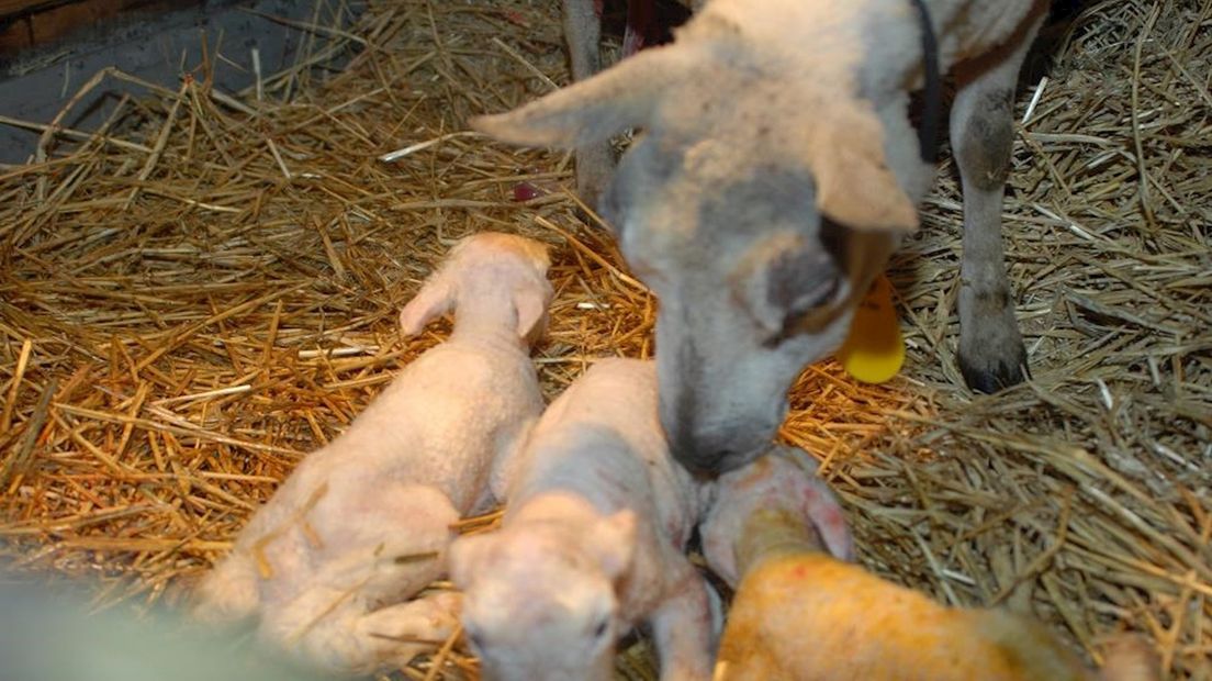 Lammetjes geboren in Genemuiden