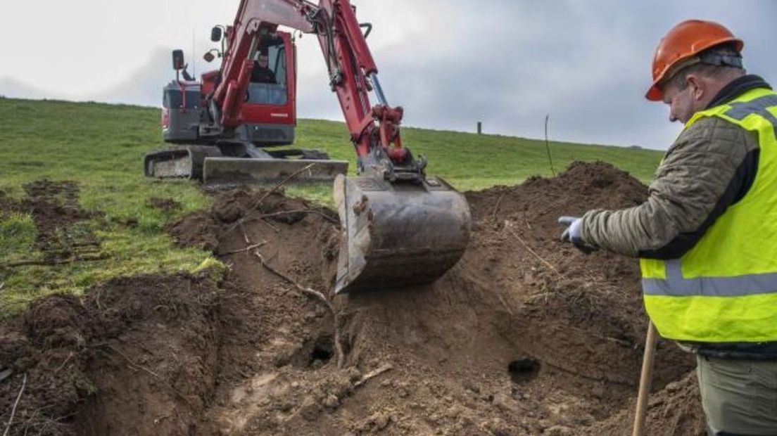 Het uitgraven van beverholen in de Waaldijk.