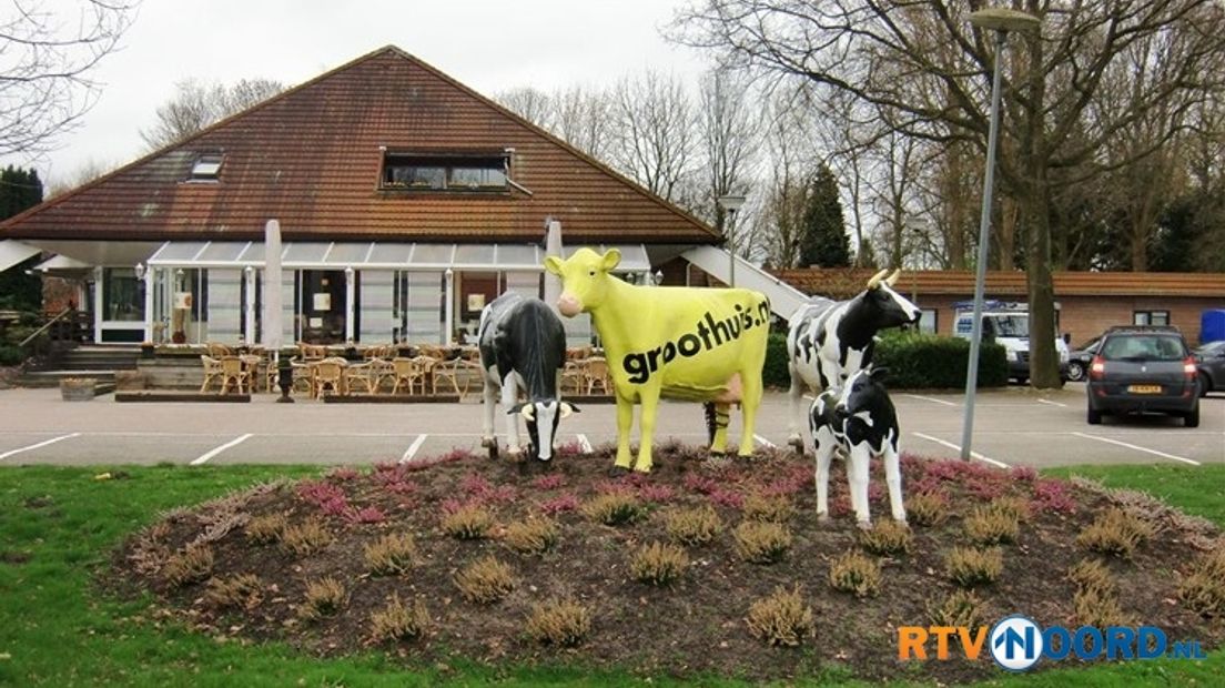 Gele koe zoekt soortgenoten op in Oude Pekela - RTV Noord