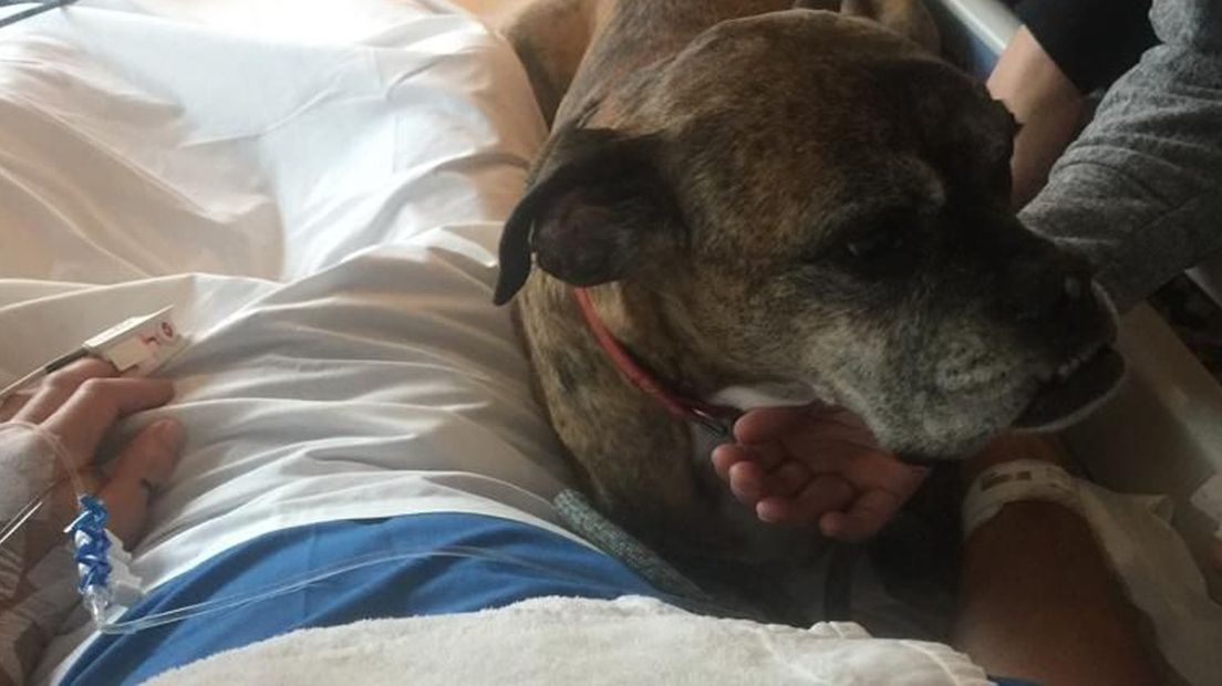 De hond neemt afscheid van zijn baasje