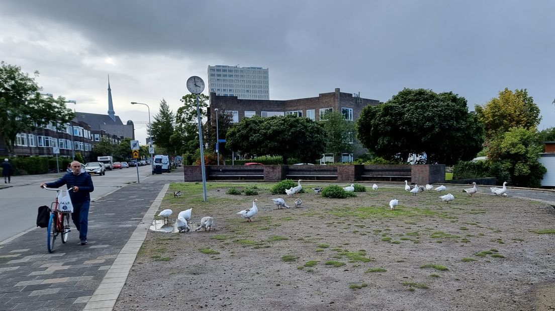 De ganzen aan het Wielewaalplein in Groningen hebben er sinds jaar en dag een vaste plek
