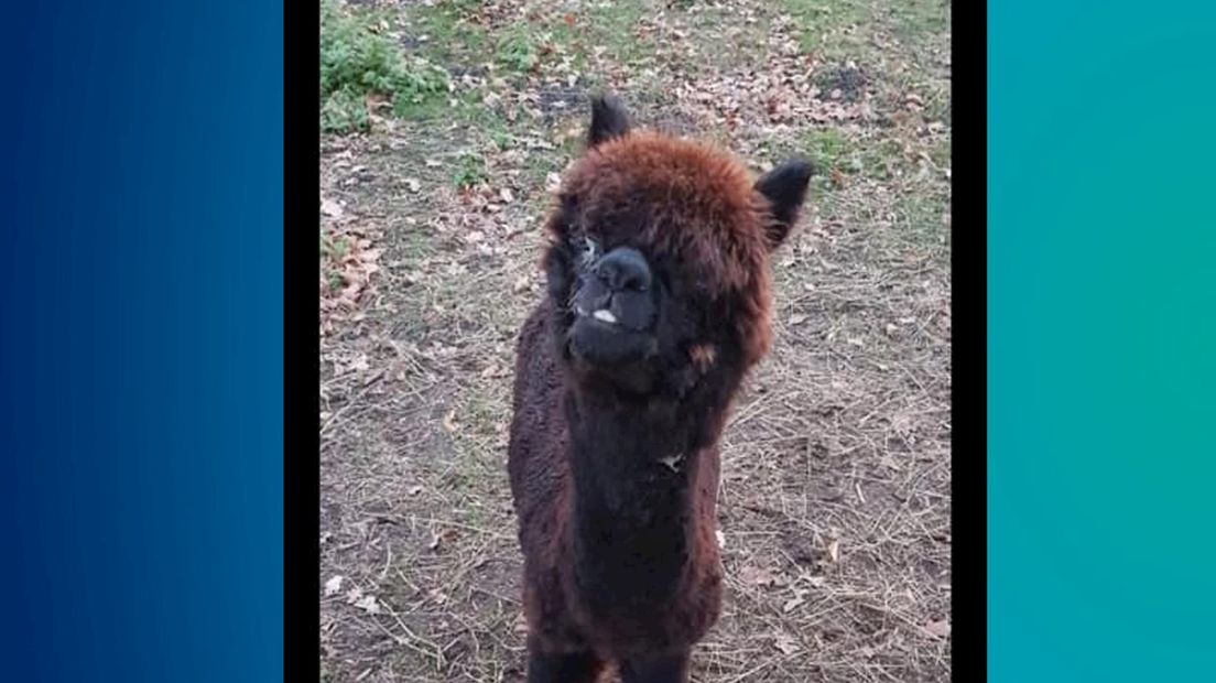 Boer in Beuningen vol onbegrip na diefstal blind alpaca-hengstje