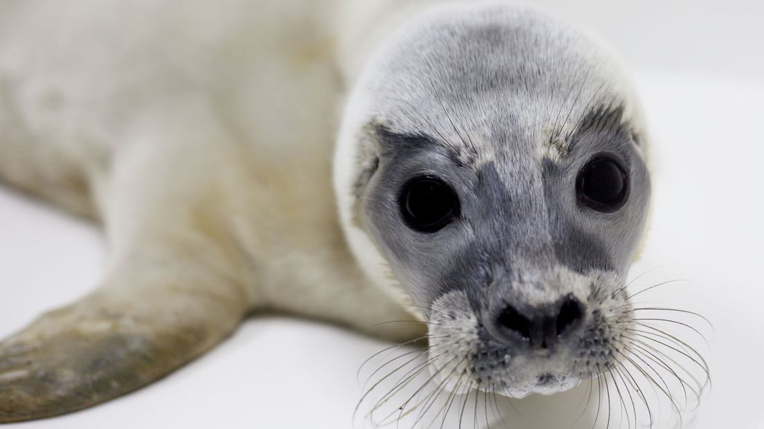 Zeehondenpup Freddie