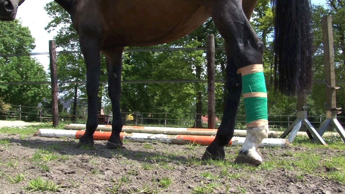 Paardenmishandeling in Nieuwleusen