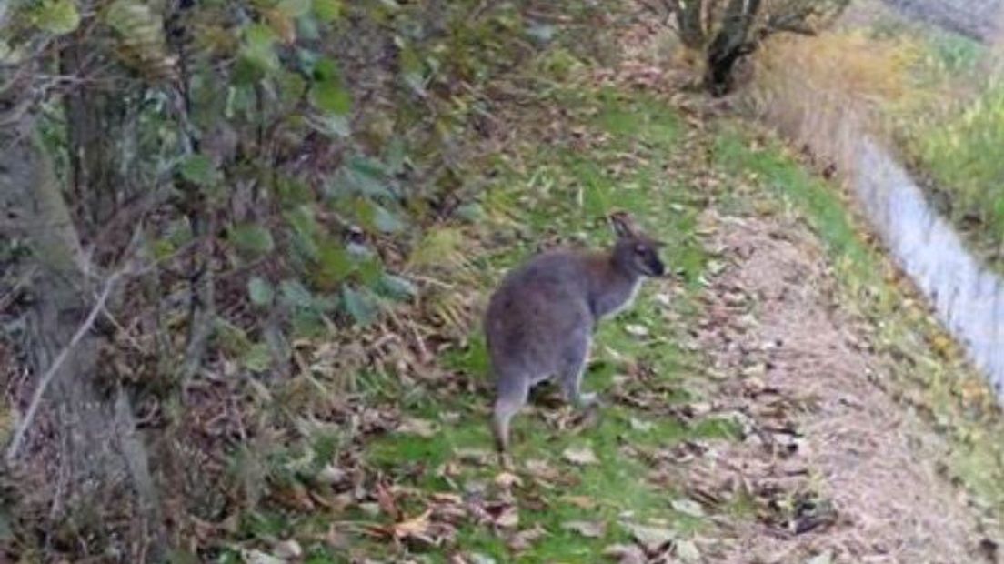 Wallaby's kiezen het hazenpad na herfststorm