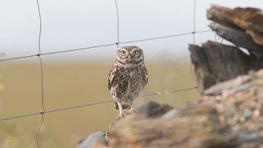 (Rechten:Free Nature Images/Martin Mollet)