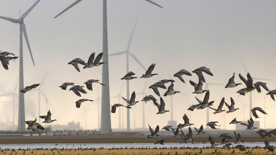 Vogels vliegen voor windmolens in de Eemshaven