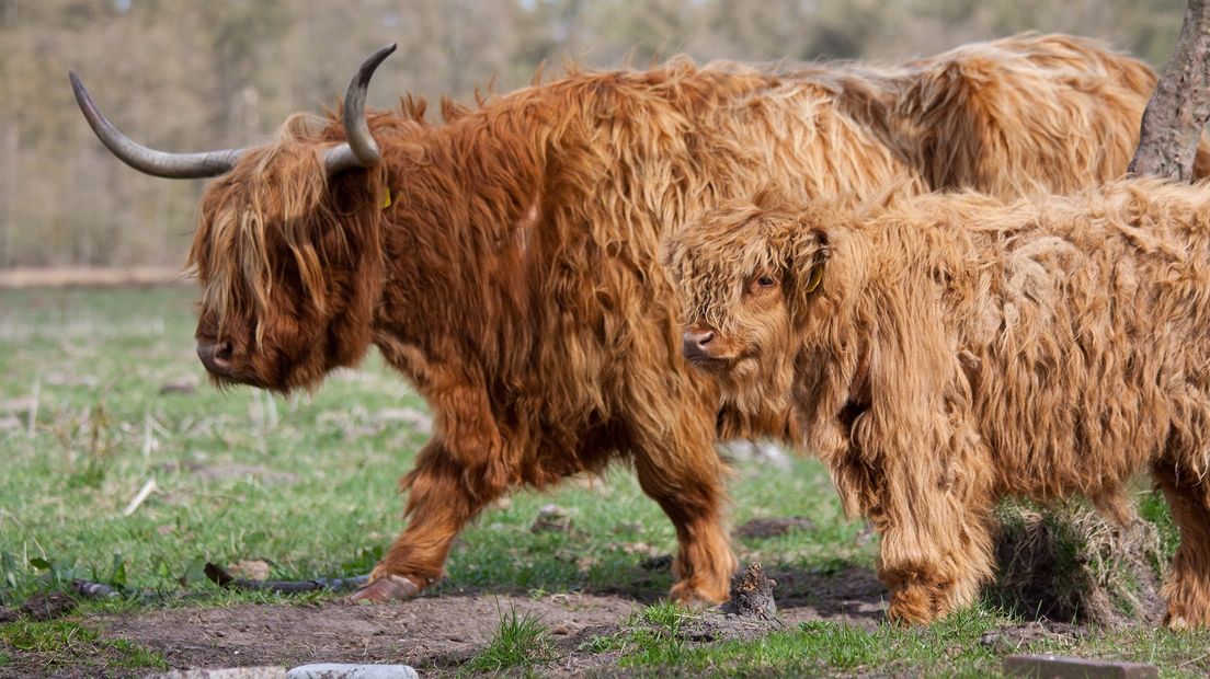 Schotse hooglanders