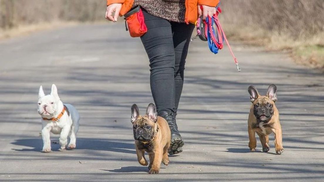 Geen hondenbelasting meer in Duiven, maar wél opruimplicht hondenpoep
