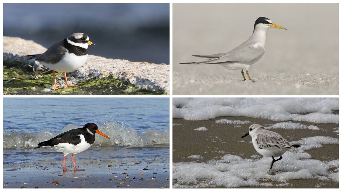 Dit zijn de vier bedreigde broedvogels