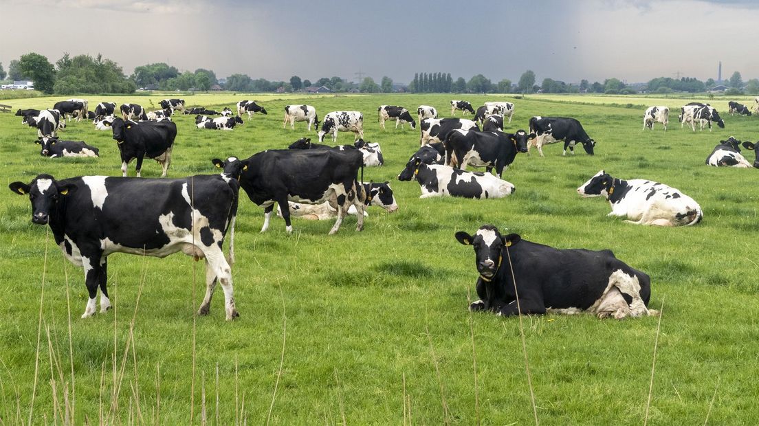 Koeien in een weiland bij Westbroek.