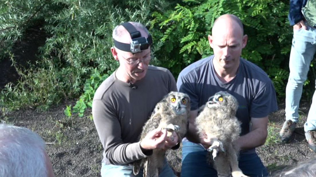 Burgers' Zoo heeft er sinds kort nieuwe dieren bij, ze zijn letterlijk aan komen vliegen: oehoes. Op een rots in de Arnhemse dierentuin heeft een wild uilenpaar een nest voor hun twee jongen gemaakt.