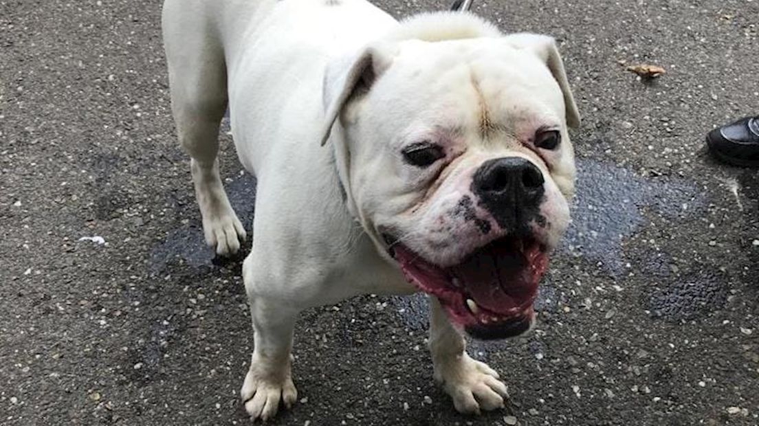 De bulldog