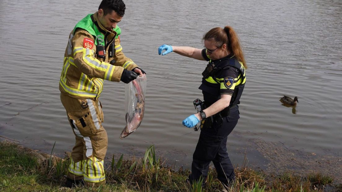 Een brandweerman en een agente nemen een dode vis mee voor onderzoek