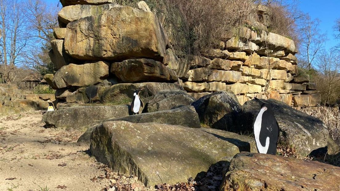 Pinguïns in het Rensenpark in Emmen
