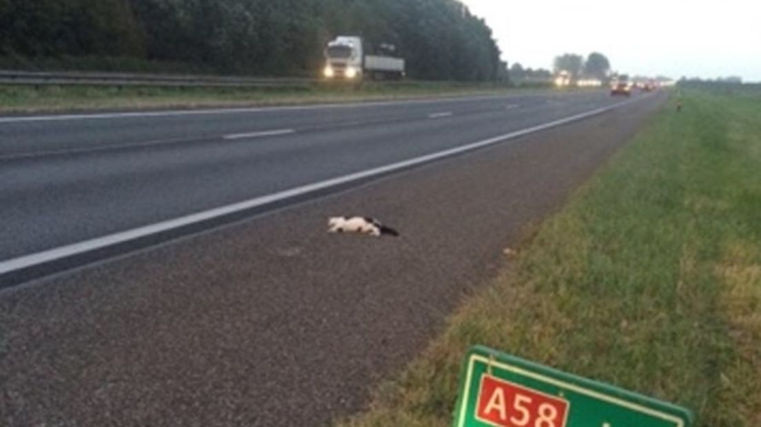 Dode katten langs A58 gevonden