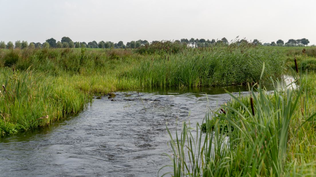 Alleen een meanderende Hunze is niet genoeg voor de vissen (Rechten: RTV Drenthe/Fred van Os)
