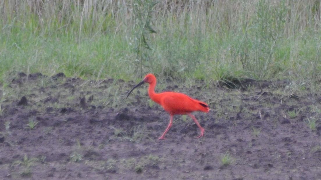Rode ibis