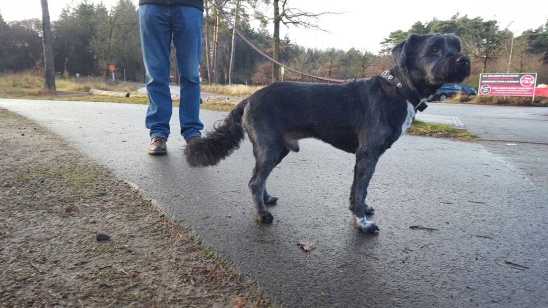 Op de Heuvelrug moeten honden aangelijnd worden