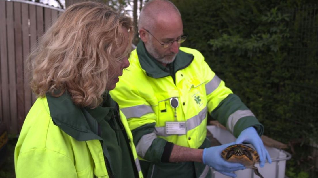 De dierenambulance in Wageningen vangt schildpadden op
